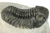 Morocops Trilobite - Ofaten, Morocco #287377-5